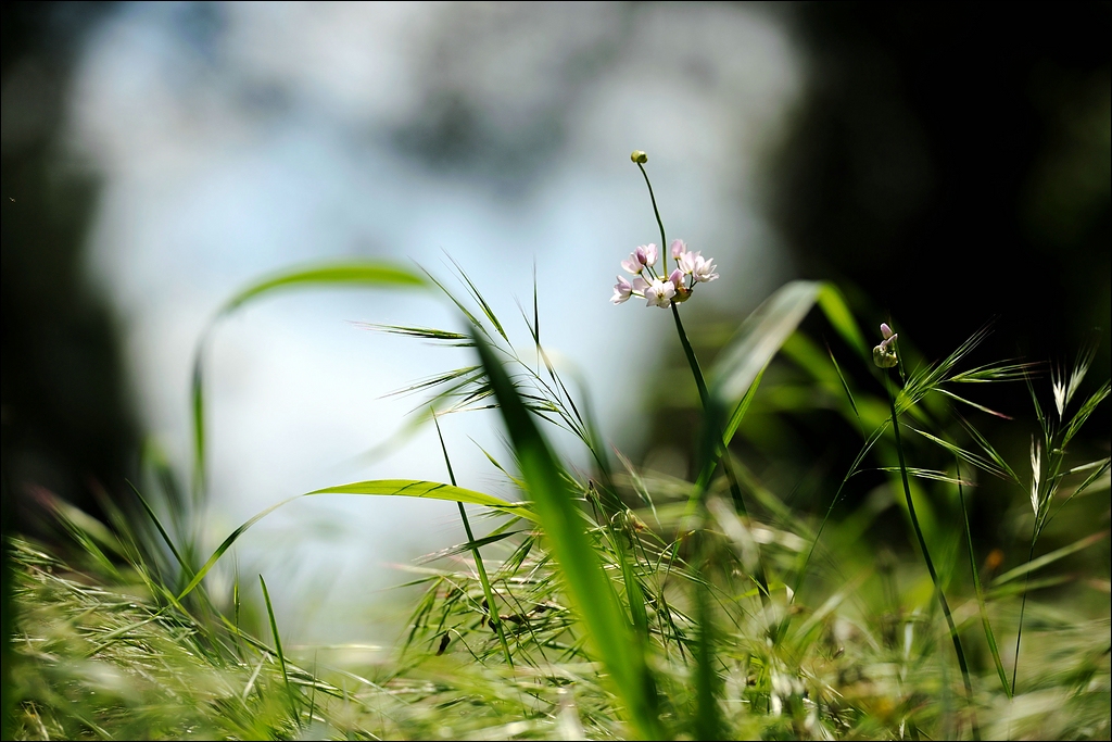 Blümchen mit dem 70-200 VR II