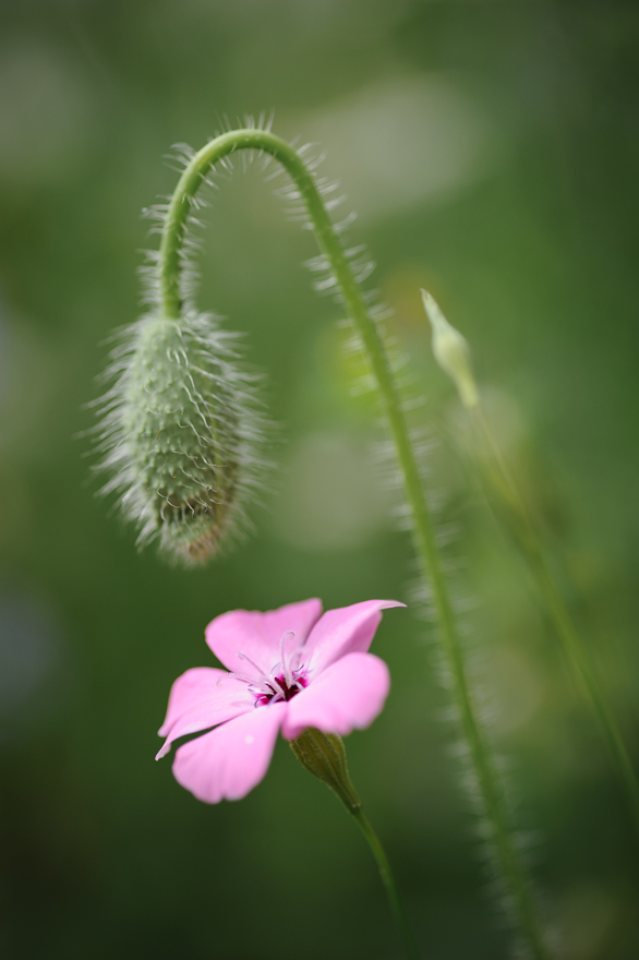 Blümchen