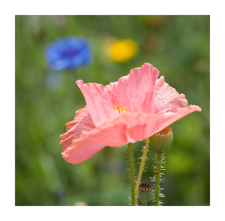 Blümchen