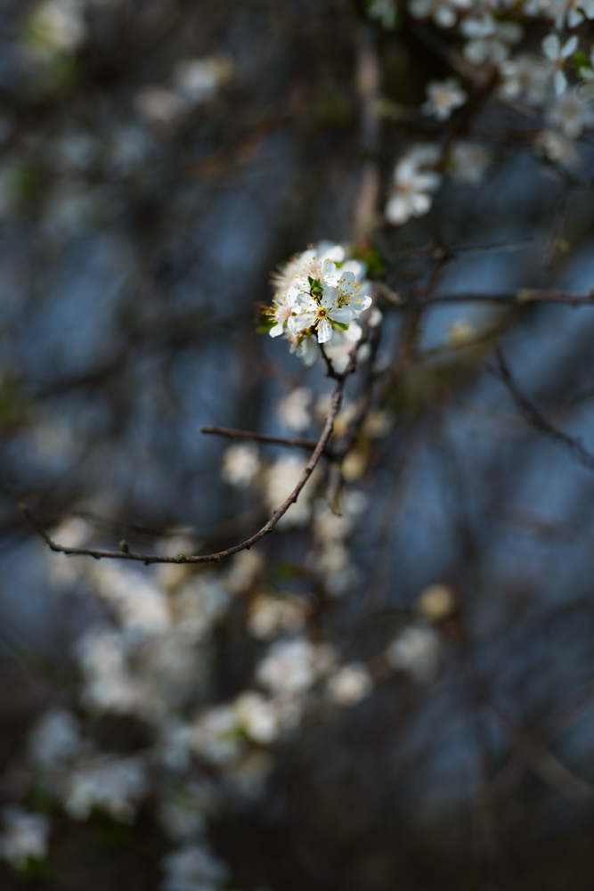 blümchen