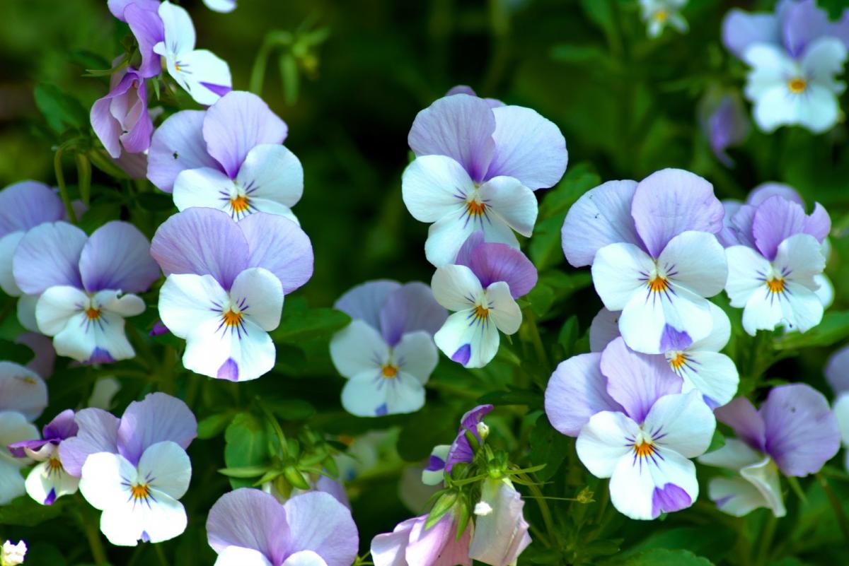 Blümchen