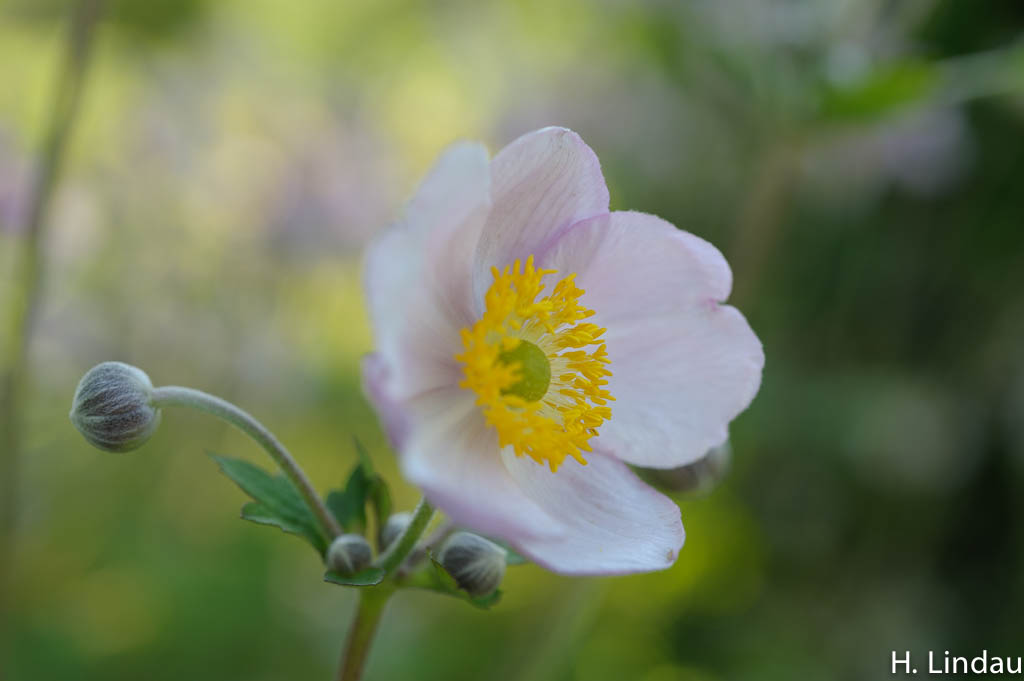 Blüte 0001