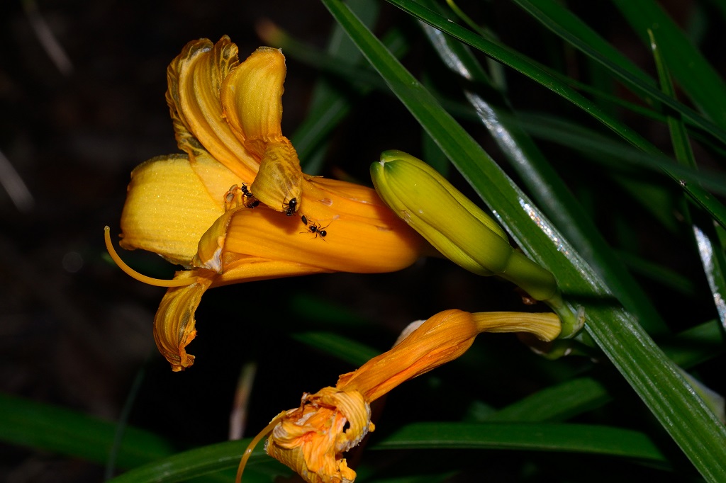 Blüte 01