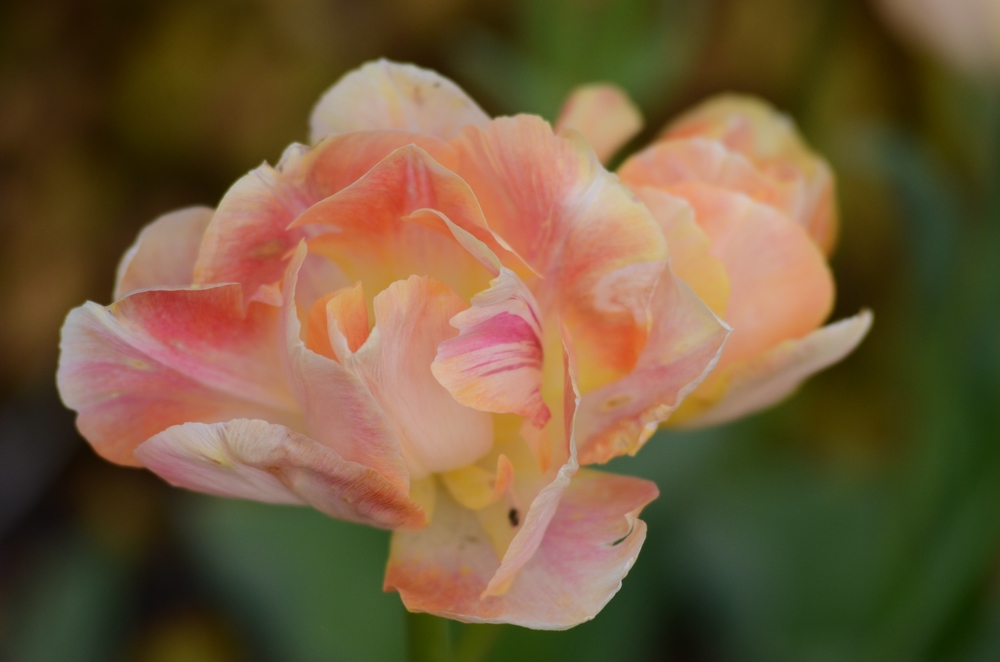 Blüte 02