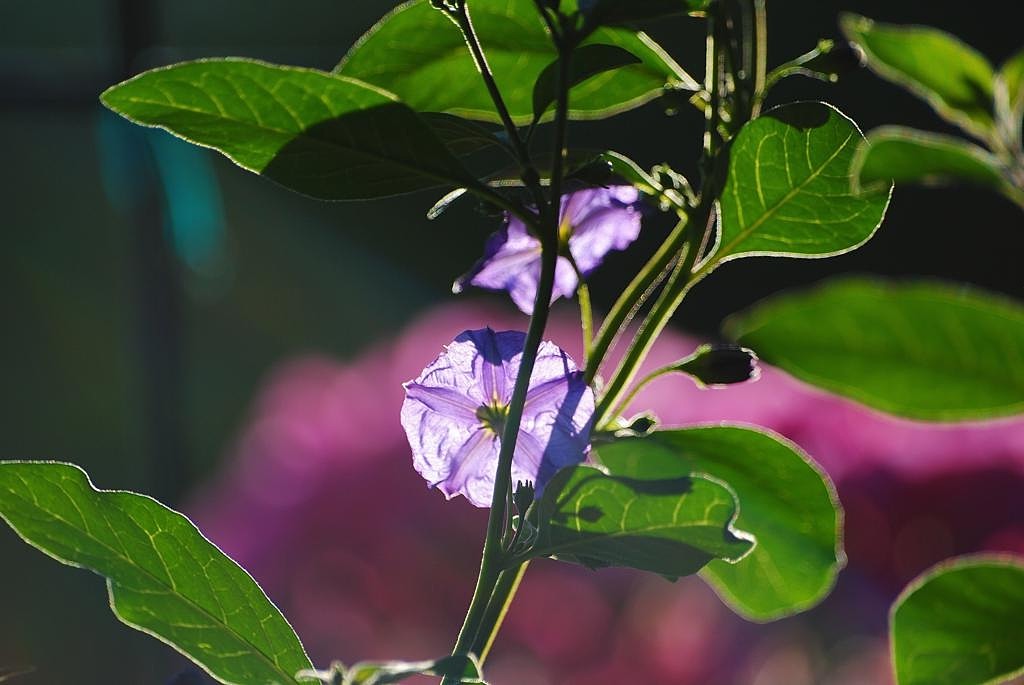 Blüte 02