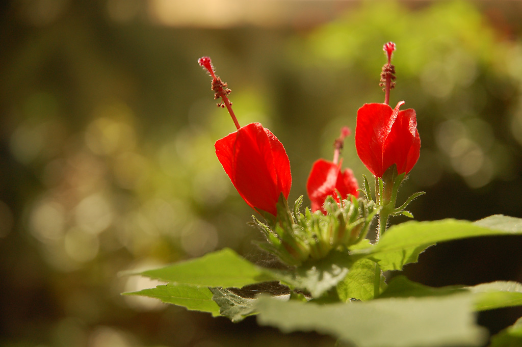 Blüte 02