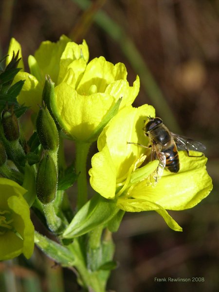 Blüte 026