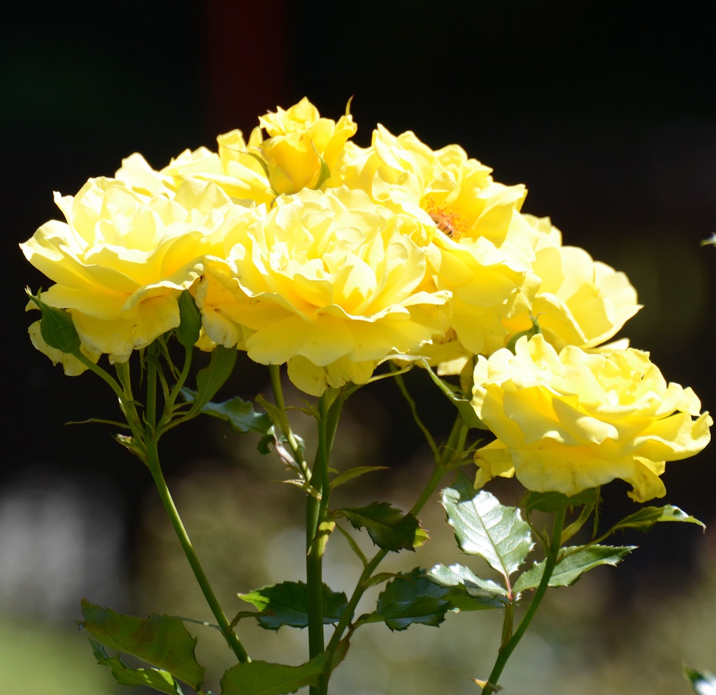 Blüte 05