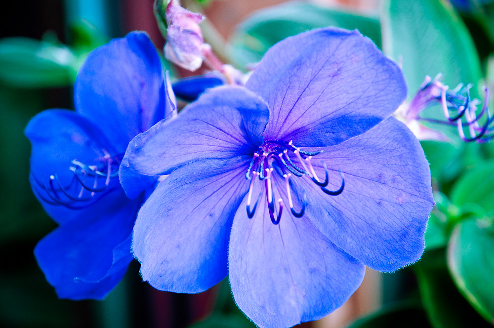 blüte 1 3