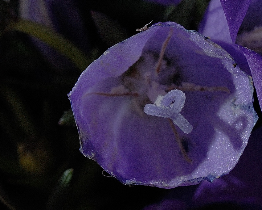 Blüte 1 Forum