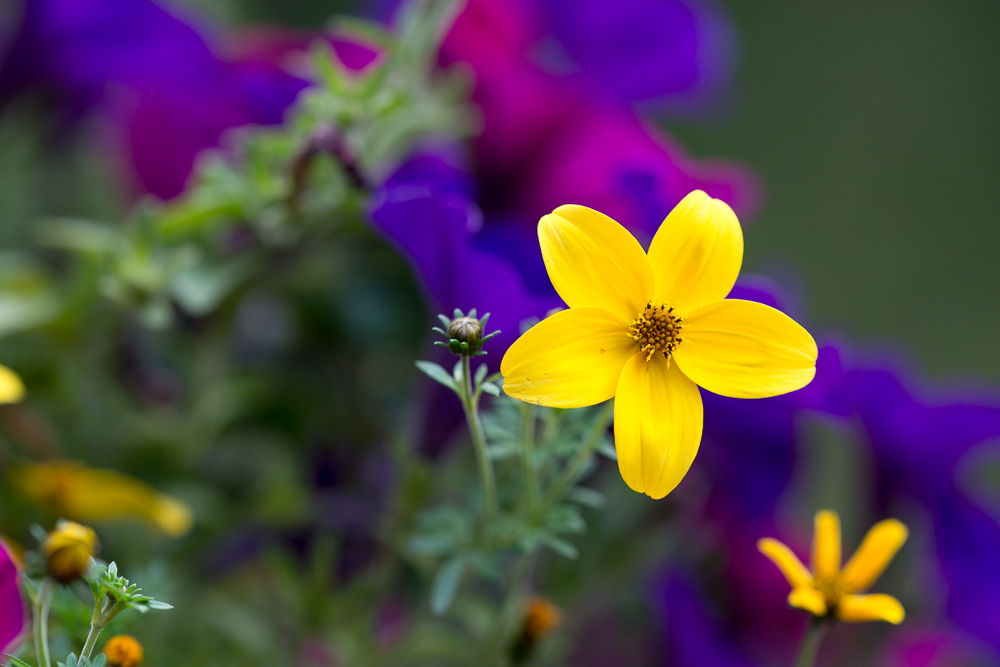 Blüte 1
