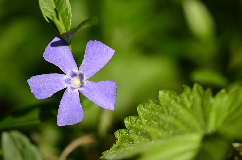 Blüte 12
