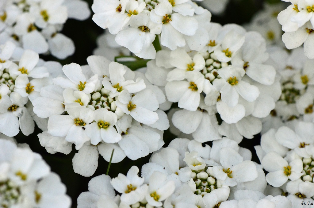 Blüte 13