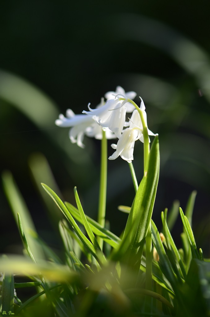 Blüte 14