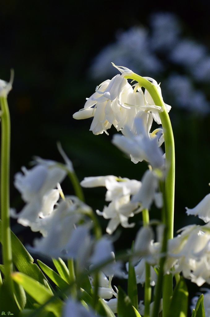 Blüte 16
