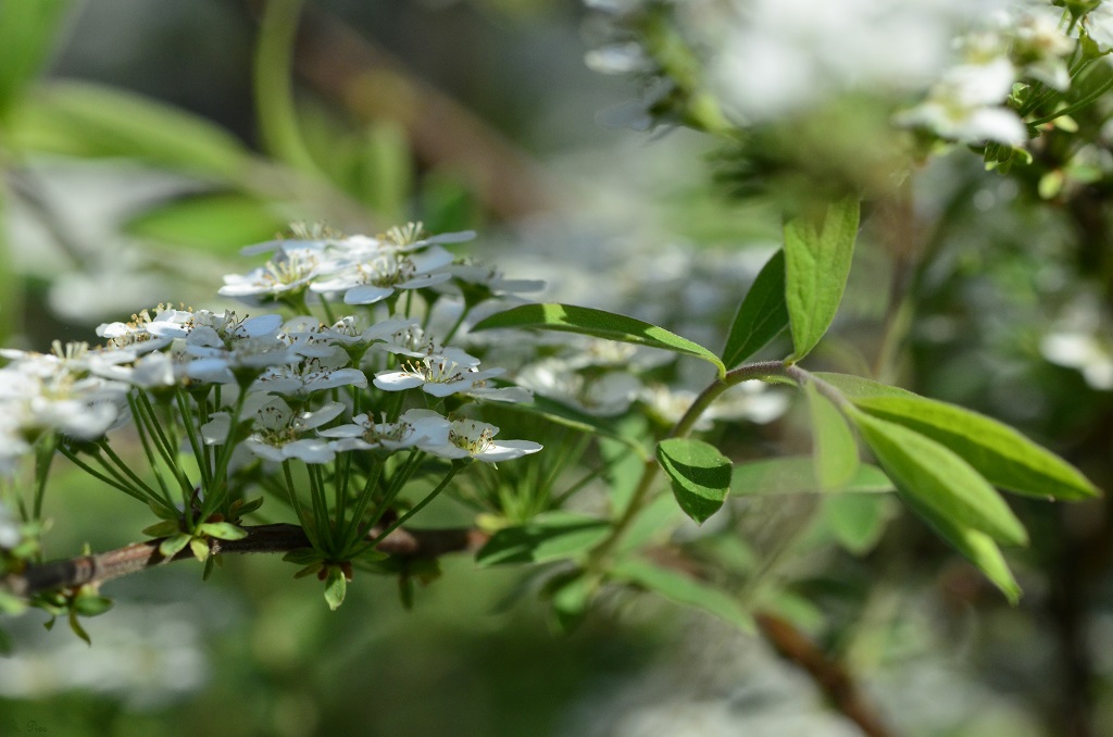 Blüte 17