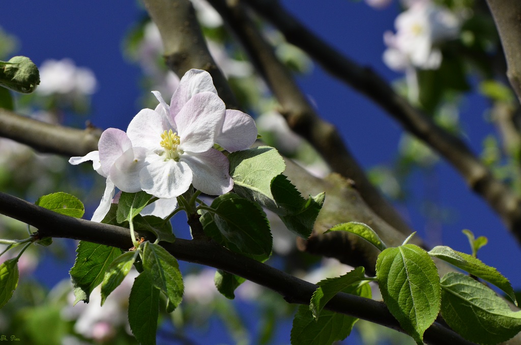 Blüte 18