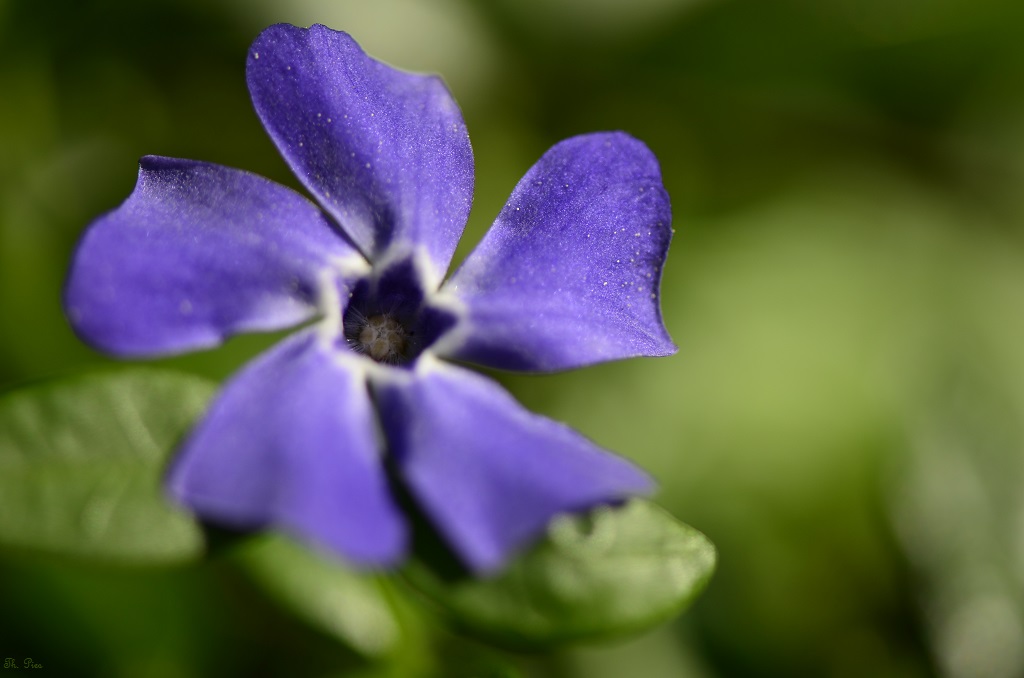 Blüte 19