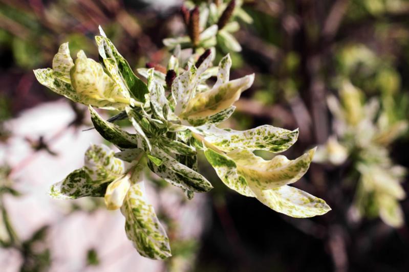Blüte 2