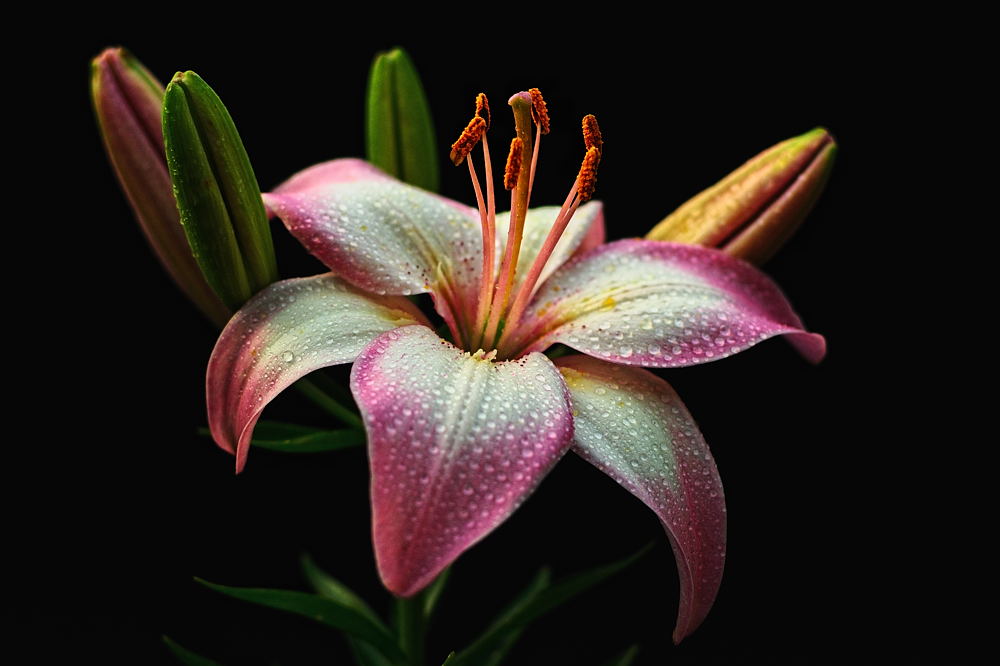 Blüte 2