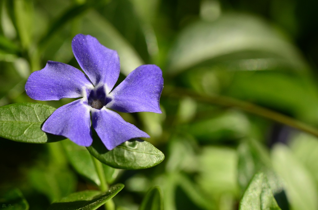 Blüte 20