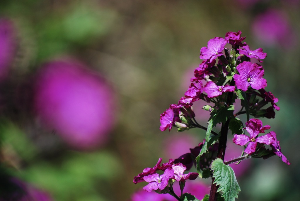 Blüte, 2010