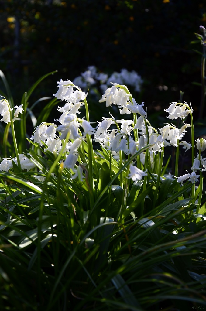 Blüte 21