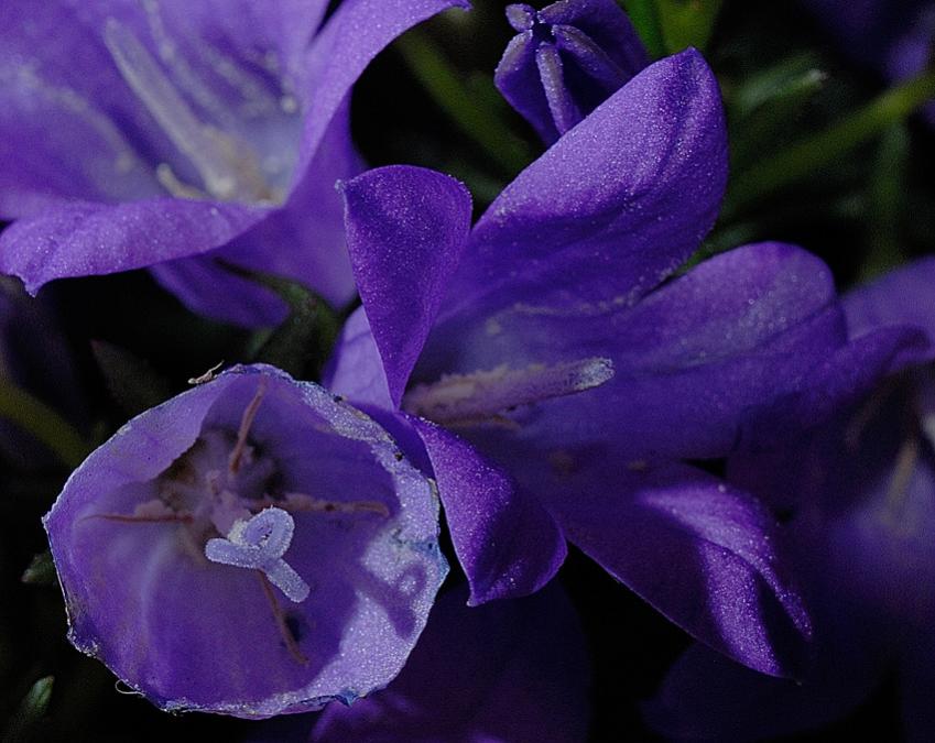Blüte 3 Forum