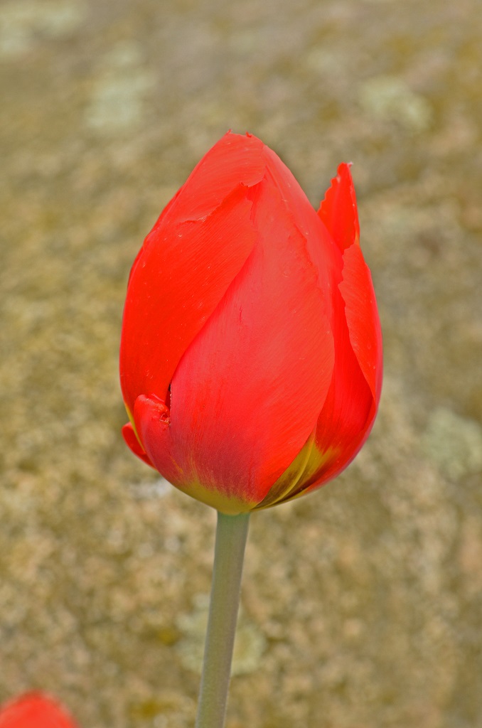 Blüte 3