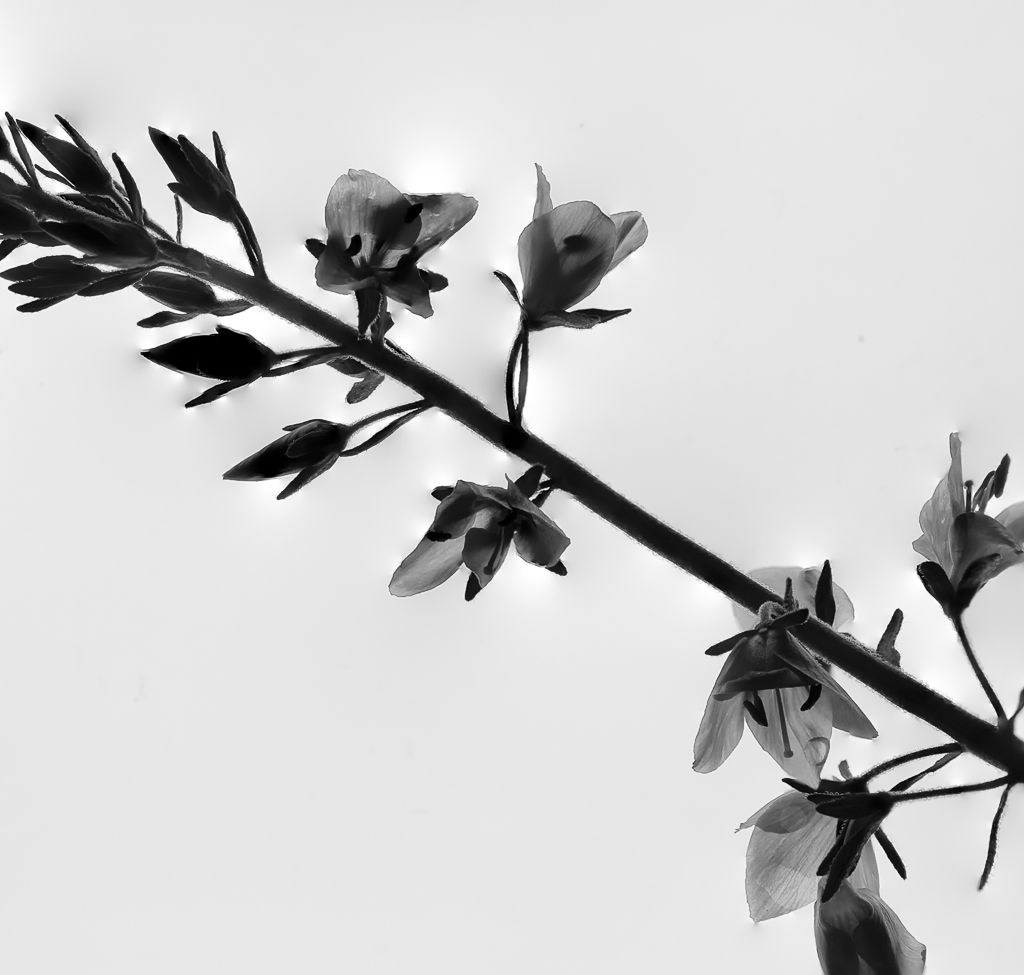 Blüte 5