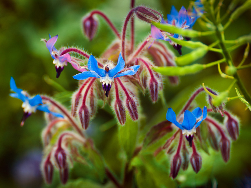 Blüte am Feldrand
