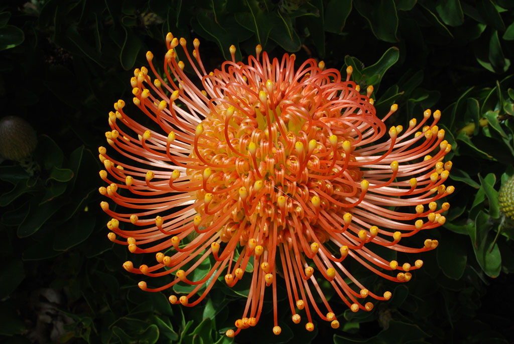 Blüte aus Neuseeland
