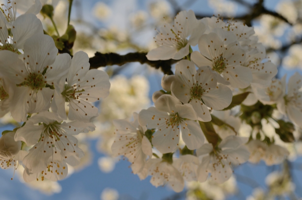 Blüte comp