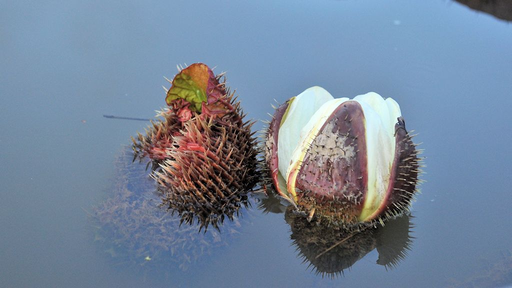 Blüte der Amzonas Riesenseerose (vitoria amazonica)
Rupununi bei Karanambu
2474