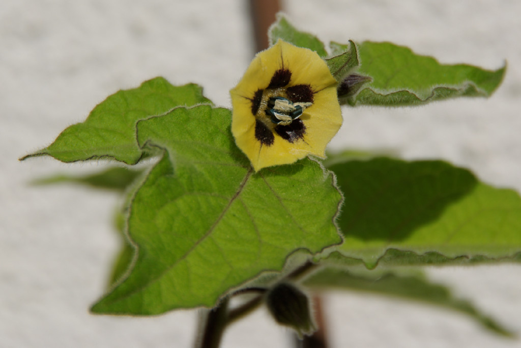 Blüte der Andenbeere