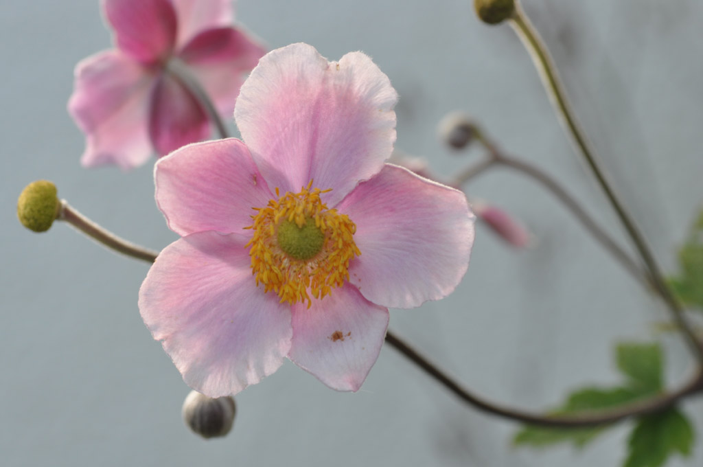 Blüte (einsam)