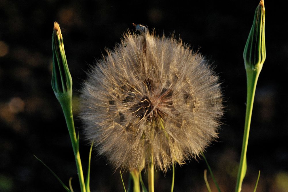 Blüte im Abendlicht
