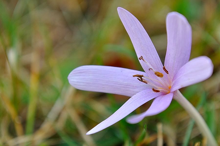 Blüte im Herbst