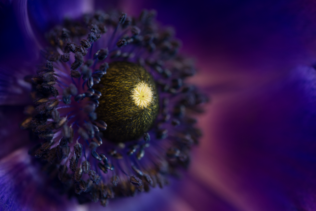 Blüte in violett 0019