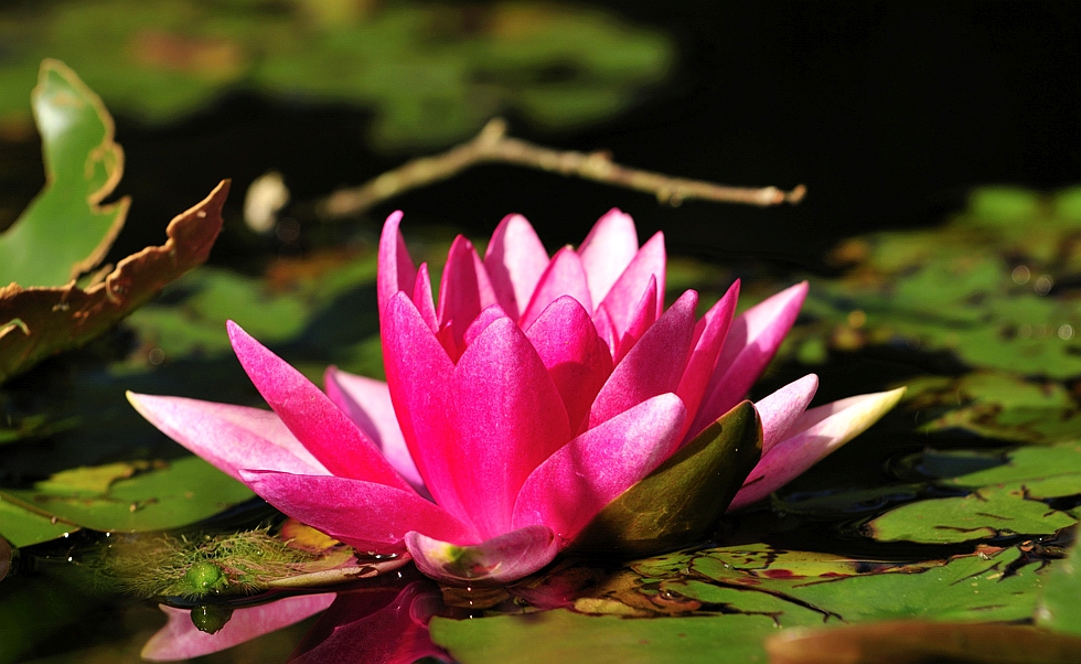 Blüte.jpg
