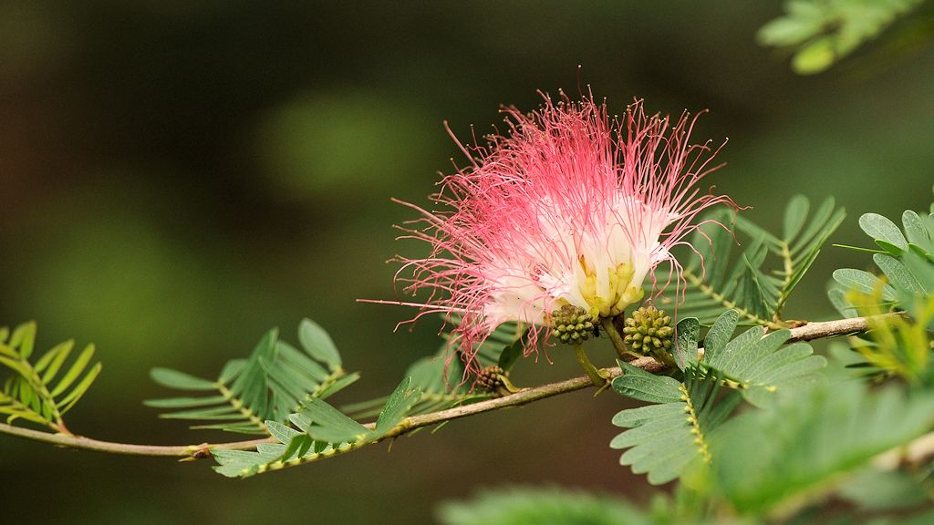 Blüte Karanambu
 6087