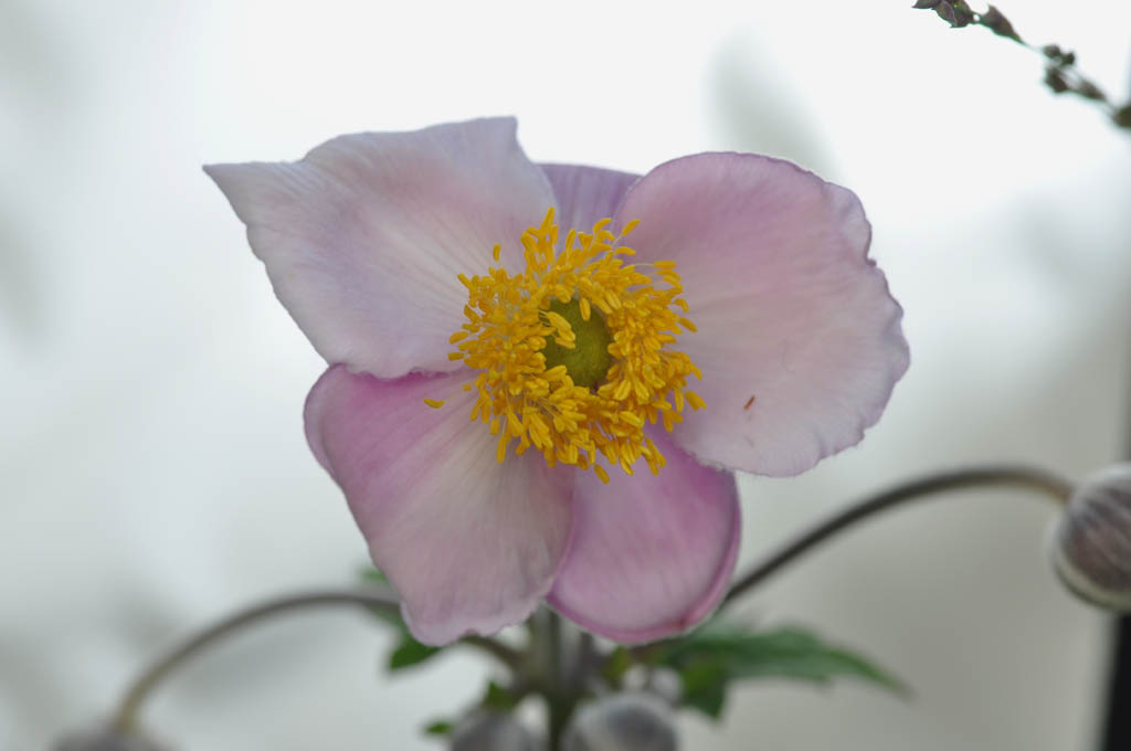 Blüte mit Hintergrundblitz