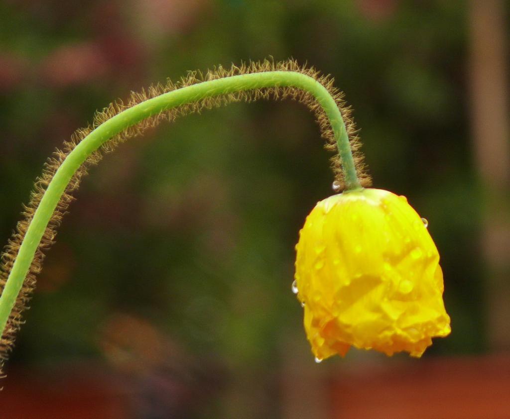blüte mit tropfen