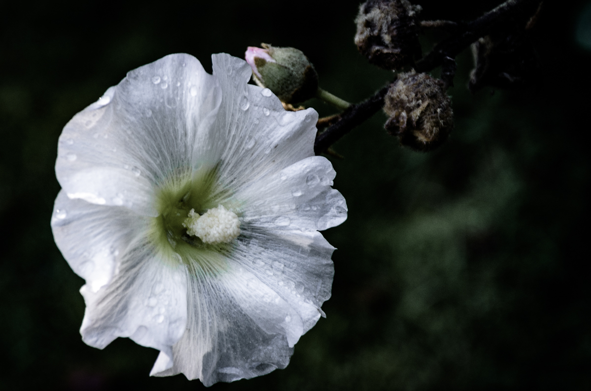 Blüte nach dem Regen