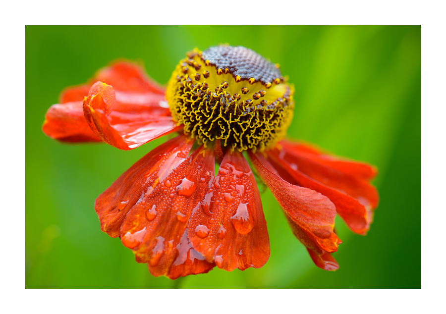 Blüte nach einem Regenschauer

Nikon D800, AF-S Micro-Nikkor f/2.8/ 105 mm, Nikon Speedlighte SB-910, Blende 1:8 bei 1/250 Sekunde.