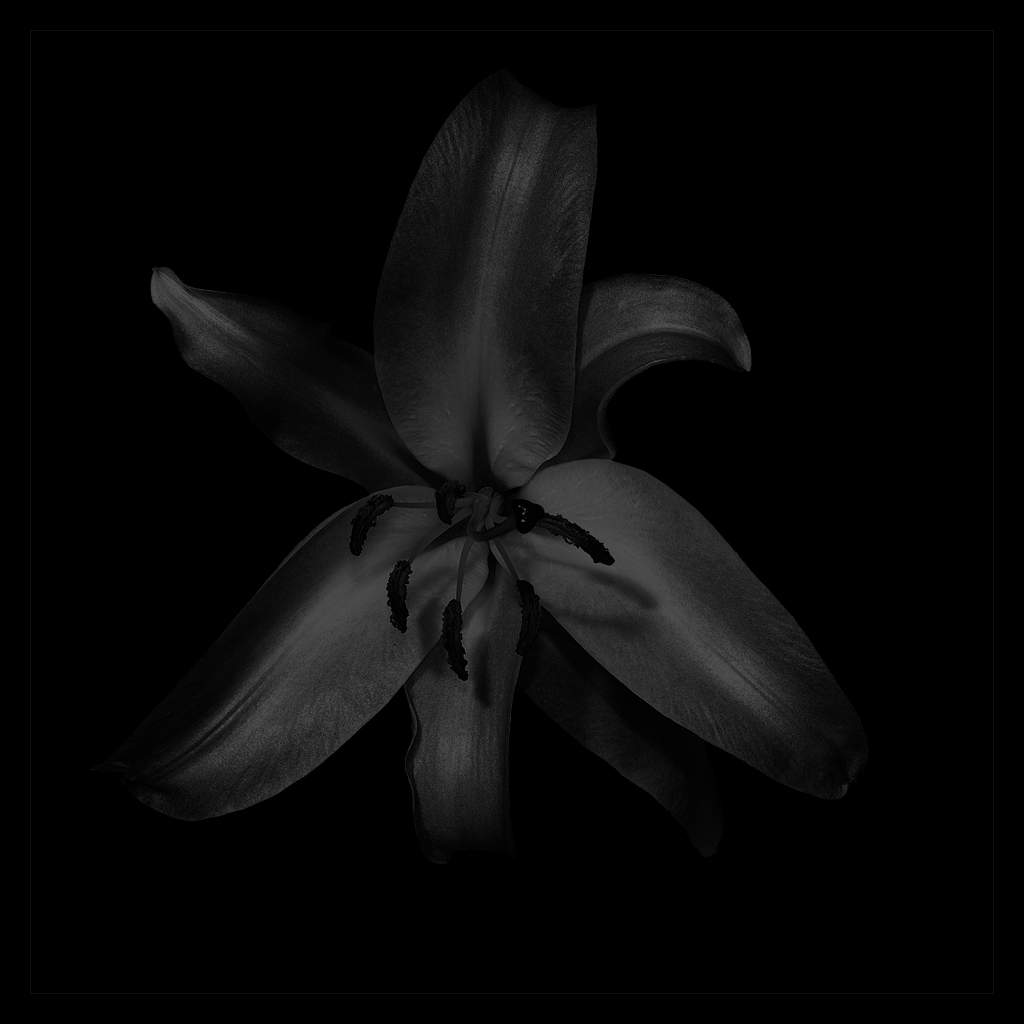 blüte sw 2