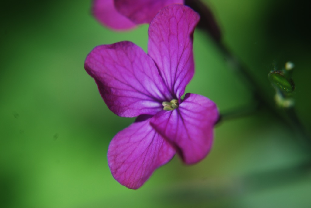 Blüte violett, 2010