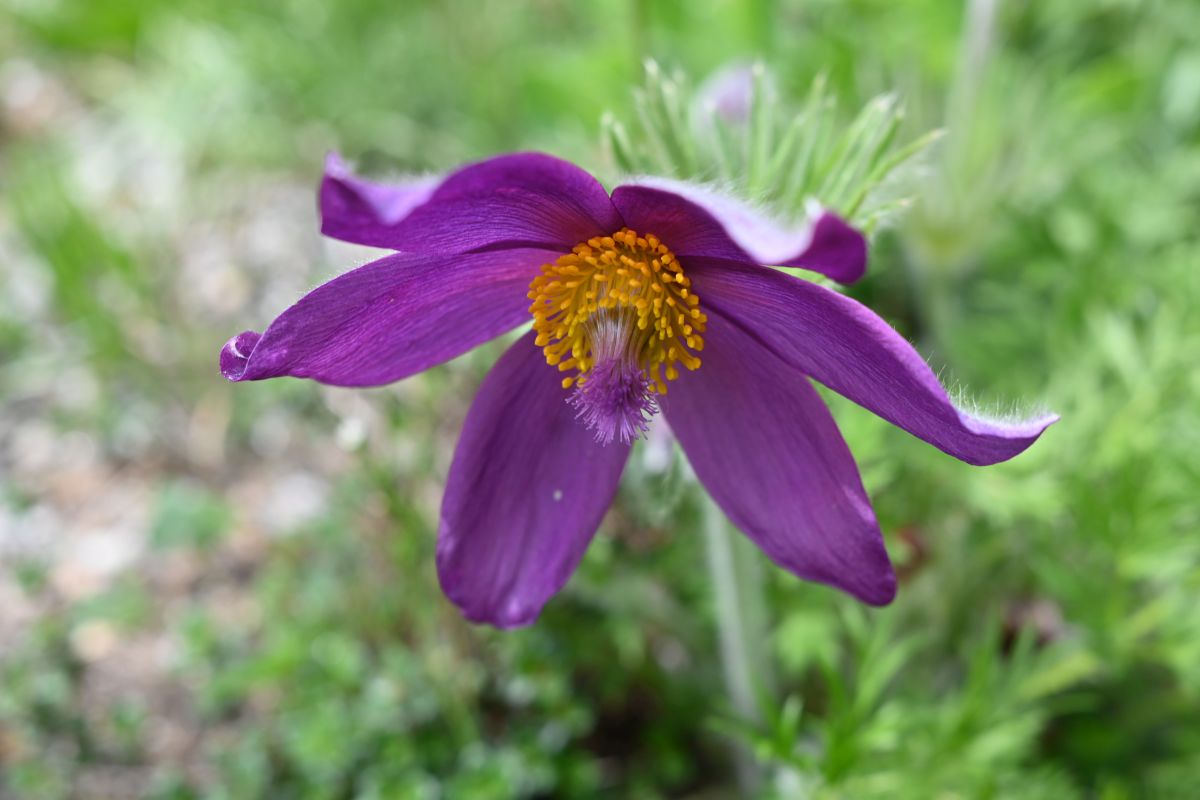 Blüte Z fc 28mm.jpg