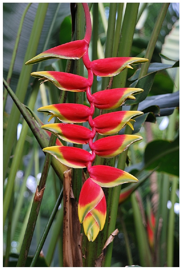 Blüte