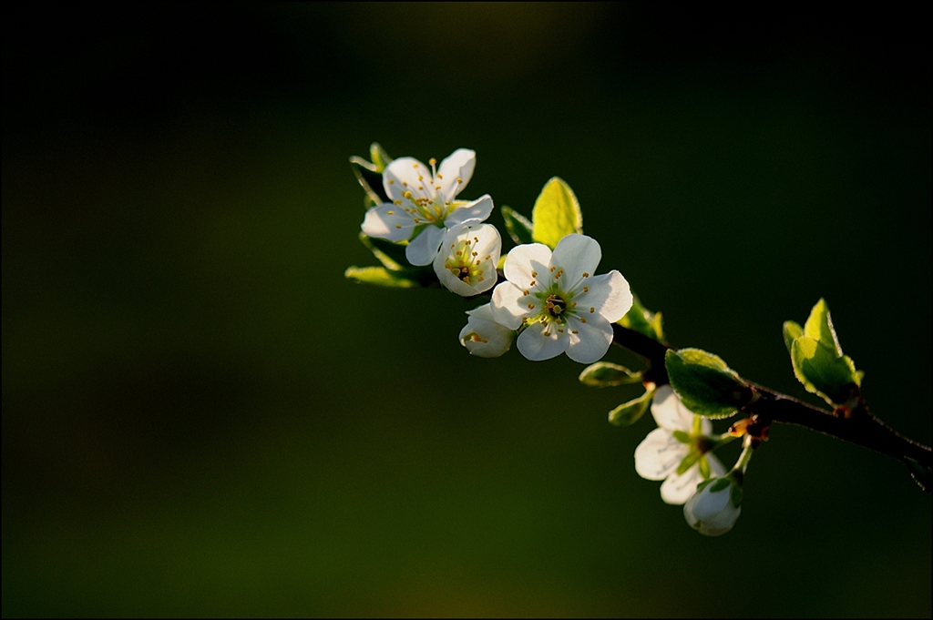 Blüte